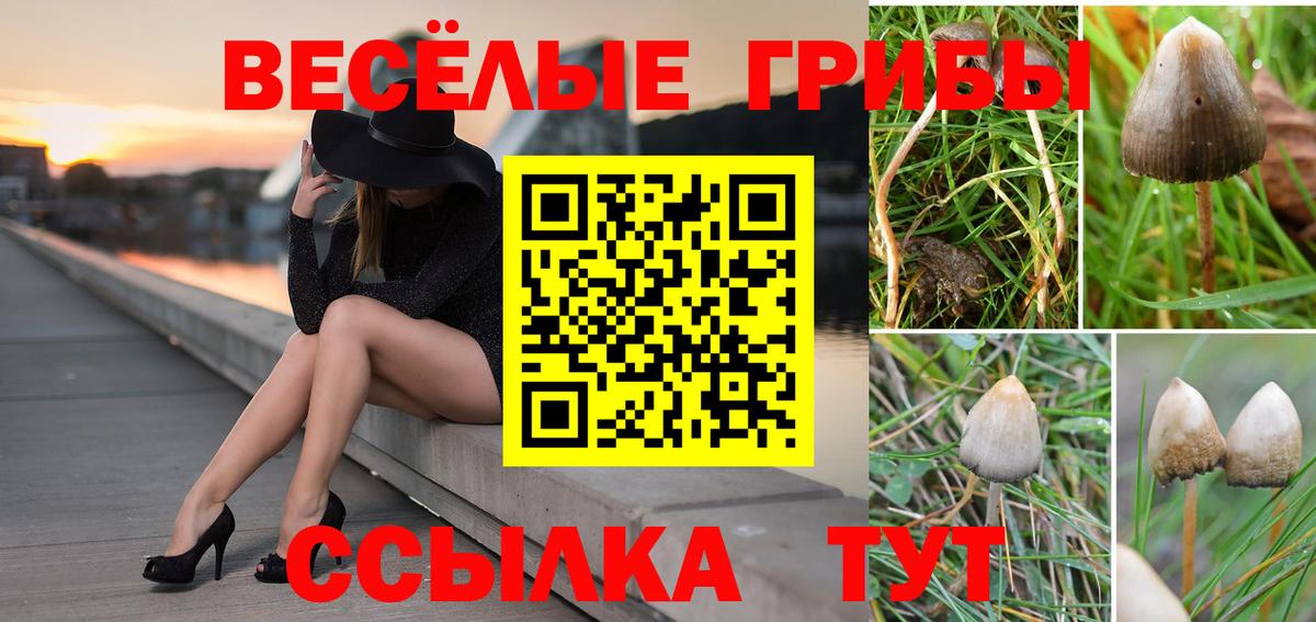 Псилоцибиновые грибы Psilocybe  Вход с VPN  Советский 
